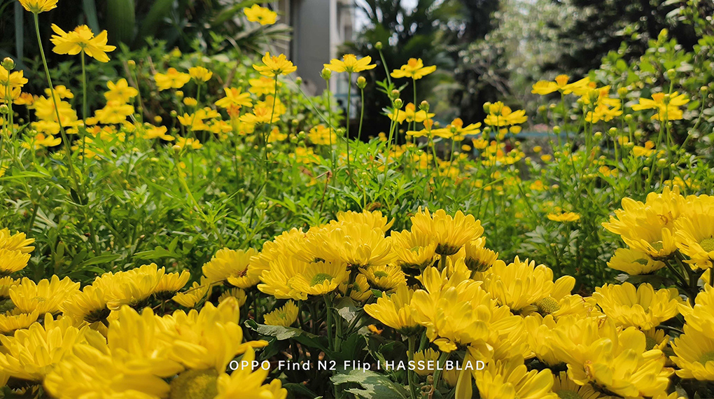 Ảnh chụp từ điện thoại - OPPO Find N2 Flip