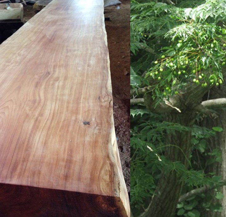 Gỗ xoan có vân gỗ đẹp, tính thẩm mỹ cao