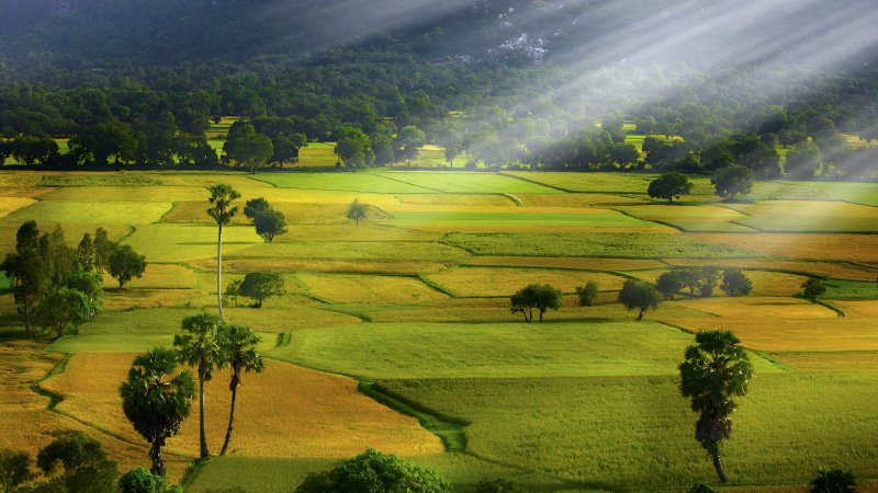 Cánh đồng Tà Pạ