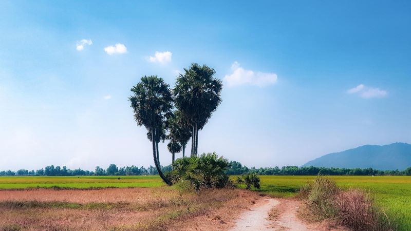 Hàng thốt nốt trái tim