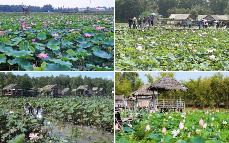 Khu Du Lịch Đồng Sen Tháp Mười