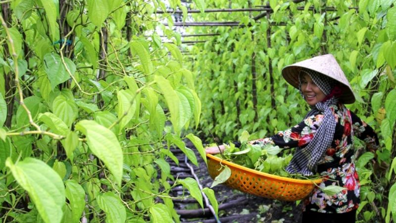 Làng trầu Vị Thủy