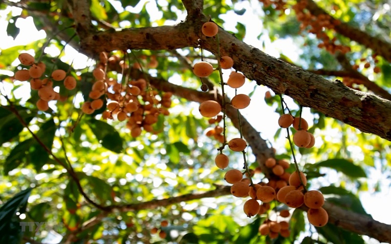 Vườn dâu Cát Tường