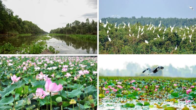 Khu bảo tồn đất ngập nước Láng Sen