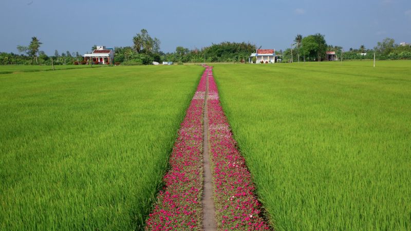 Đường Hoa Mười Giờ Gò Công