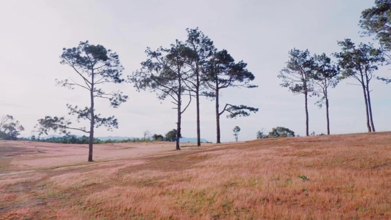 Di chuyển đến đồi cỏ hồng gần cây thông cô đơn