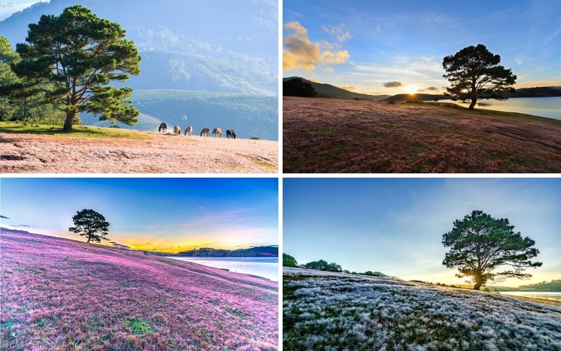 Đồi cỏ hồng gần cây thông cô đơn