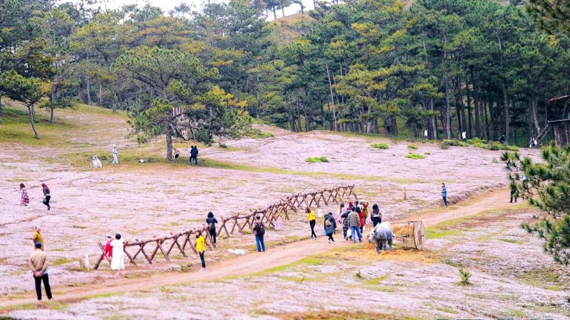 Tham gia lễ hội đồi cỏ hồng Đà Lạt