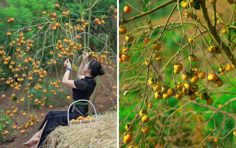 Check-in vườn hồng, vườn cải đẹp mê ly