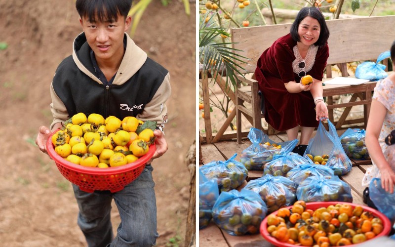 Trải nghiệm hái hồng, làm hồng ngâm