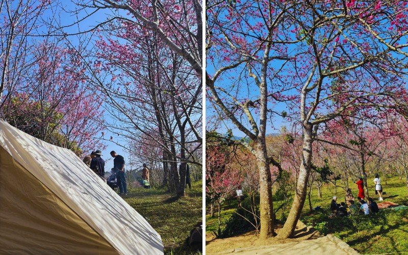 Ngắm hoa anh đào nở rộ, picnic cùng người thân
