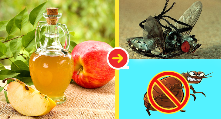 Đuổi ruồi bằng giấm Đuổi ruồi bằng giấm