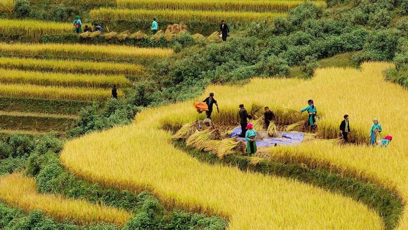 Cần chuẩn bị gì lên lên đường "săn" mùa lúa chín Sa Pa