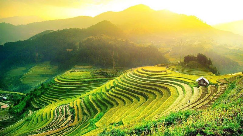 Mùa lúa chín ở SaPa là khi nào?