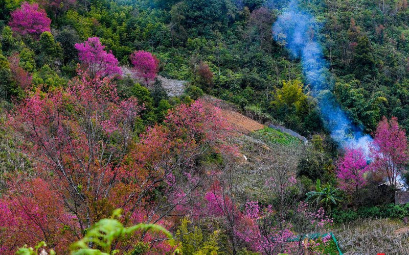 Hoa tớ dày còn là món quà quý giá mà thiên nhiên ban tặng cho người dân Mù Cang Chải