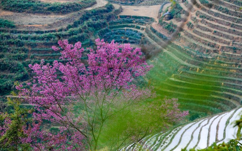 Vẻ đẹp của hoa tớ dày đã thu hút du khách thập phương đến với Mù Cang Chải