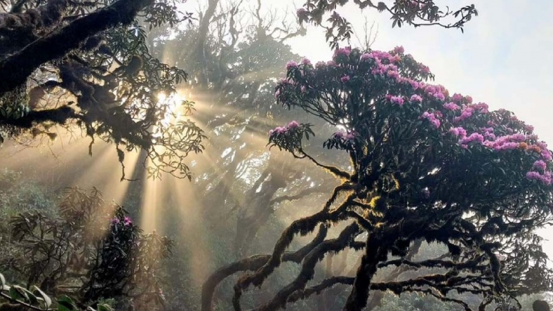 Nằm e ấp giữa Tây Bắc đại ngàn, Pu Ta Leng sừng sững với độ cao 3.049m