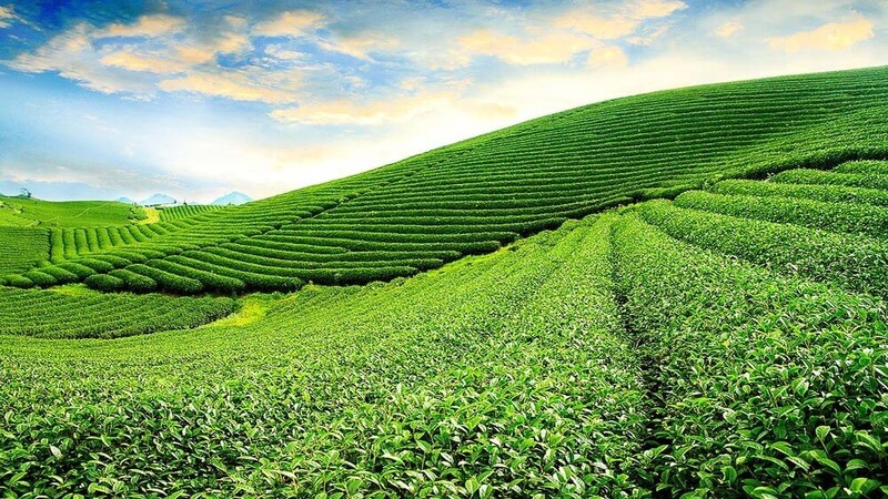 Ngắm Bình Minh Thơ Mộng Tại Đồi Chè