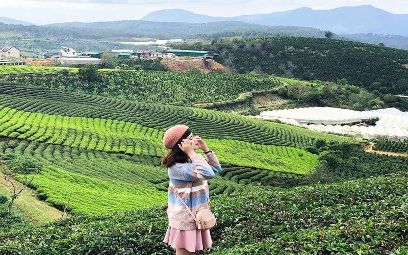 Chụp Ảnh Sống Ảo Tại Đồi Chè