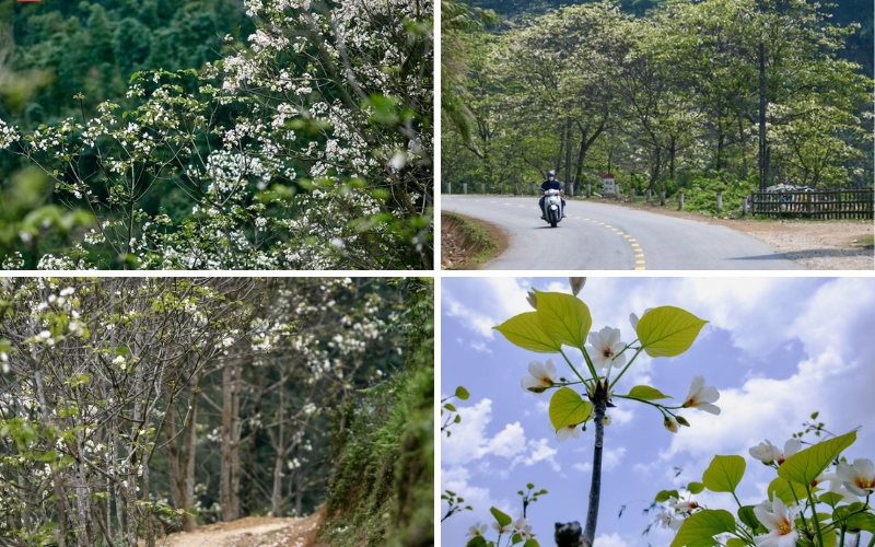 Hoa trẩu khoe sắc ở Phia Oắc