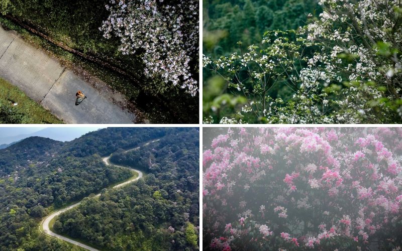 Lên đỉnh Phia Oắc ngắm hoa đỗ quyên nở rộ