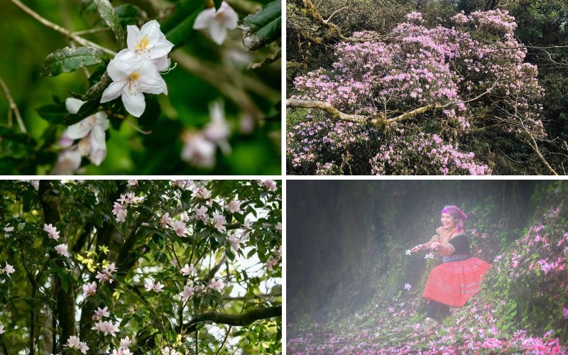 Đỗ quyên ở Phia Oắc không mọc đơn lẻ mà rải rác theo từng khóm